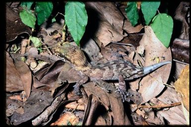 Gecko sp.