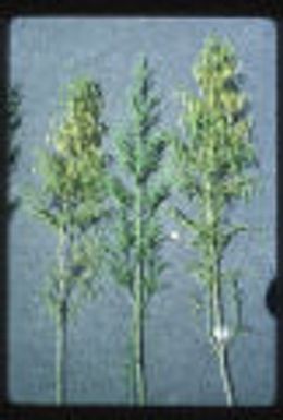 Lycopodium cernuum
