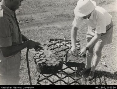 Cane seedlings