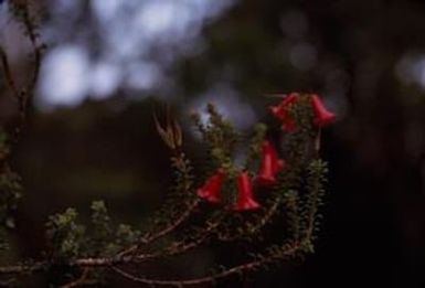 [Unidentified plant close up at Mount Piora, Papua New Guinea]