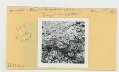 [Fragaria in Hawaii, envelope IE32-303]