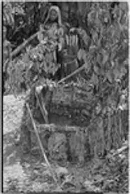 Pig festival, uprooting cordyline ritual: bark and leaf oven for cooking sacrificial cassowary or pig's head