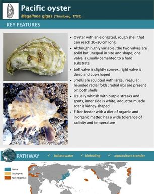Pacific oyster | Magallana gigas