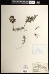 Hymenophyllum reinwardtii