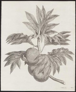 A branch of the bread-fruit tree with the fruit / J. Miller fecit