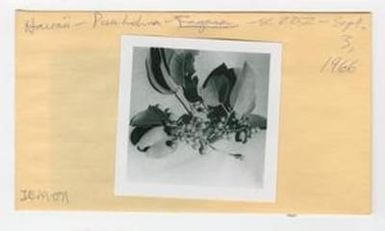[Fagara in Hawaii, envelope IE29-071]