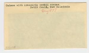 [Caisse with Araucaria cookii scenes in New Caledonia, envelope IE41-158]