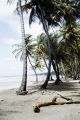 French Polynesia, palms on beach