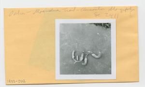 [Clermontia oblongifolia in Hawaii, envelope IE33-062]