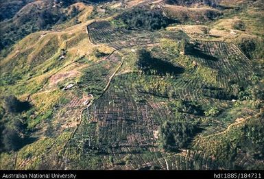 Upper Chimbu Valley (flight) - Endugwa gardens
