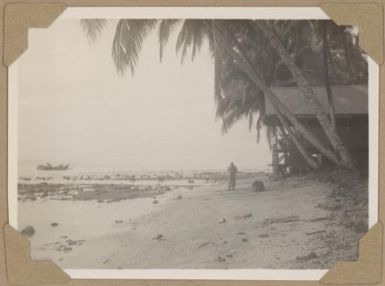 Fred collecting shells by His Royal Highness' hut, Jacquinot Bay, New Britain Island, Papua New Guinea, 1945 / Alfred Amos