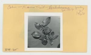 [Antidesma in Hawaii, envelope IE24-165]