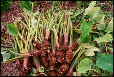 Talo harvested for ear piercing ceremony, Niue