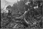 Land clearing: men remove trees and bushes from rocky land, preparing for construction