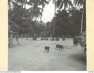 GABENSIS, NEW GUINEA, 1944-03-02. AS GABENSIS NATIVE VILLAGE ALONG THE WAU - LAE ROAD, CONTAINING ABOUT 400 INHABITANTS, PLUS MANY PIGS, FOWLS AND DOGS. BUILT IN A JUNGLE CLEARING, THE VILLAGE IS ..