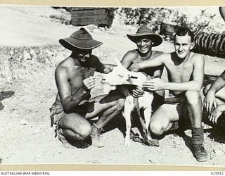 PORT MORESBY, PAPUA. 1942-07. "TILLY", THE MASCOT OF AUSTRALIAN MILITIA ANTI-AIRCRAFT GUNNERS, KNOWS THINGS ABOUT TWO TYPES OF BUTT. SHE PREFERS THE TOBACCO VARIETY, AND PICKS THEM NEATLY OFF THE ..