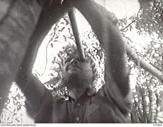 SALAMAUA AREA, NEW GUINEA. 1942-08. NG2423 RIFLEMAN G. R. ARCHER, NEW GUINEA VOLUNTEER RIFLES, OBSERVES MOVEMENTS OF THE JAPANESE FROM AN OBSERVATION POST IN A LOFTY TREE ABOVE NUK NUK. (FILM ..