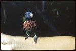 Lorikeet