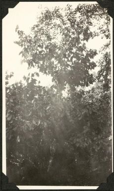 Foliage, Samoa, 1929 / C.M. Yonge