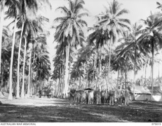 MILILAT, NEW GUINEA. 1944-08-01. THE DELIGHTFUL TROPICAL SETTING FOR THE MORNING PARADE AT HEADQUARTERS, 5TH DIVISION. IDENTIFIED PERSONNEL ARE:- N436258 PRIVATE J.K. GREBERT (1); NX103799 PRIVATE ..