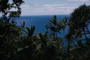 [Cordyline terminalis in Na Pali-Kona Forest, United States]