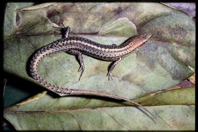 Caledoniscincus austrocaledonicus