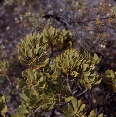 [Scavoela kilaneae in Hilina Pali, United States]