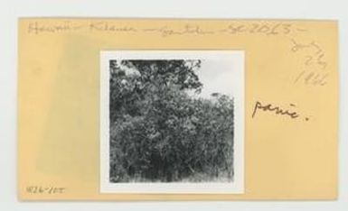 [Santalum in Hawaii, envelope IE26-105]