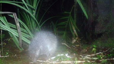 Rare flora and fauna find in PNG