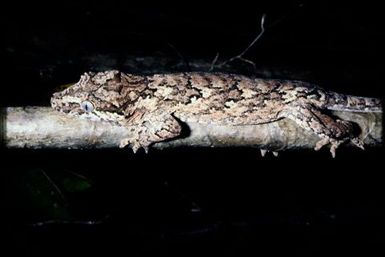 Rhacodactylus auriculatus