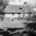 Fiji, yard and house with thatched roof