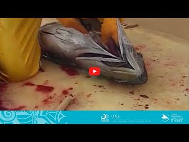 COASTAL FISHERIES TRAINING | 2.1 - Onboard handling of sashimi grade tuna