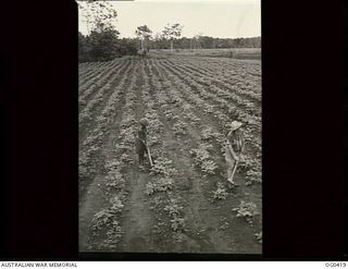 NEW GUINEA. 1943-12-22. LEADING AIRCRAFTMAN C. N. J. NEWTON OF INGHAM, QLD (RIGHT), AND MAILOIA, A NATIVE WORKER, CHIPPING WEEDS IN A FIELD OF BEANS OF THE RAAF VEGETABLE GARDEN