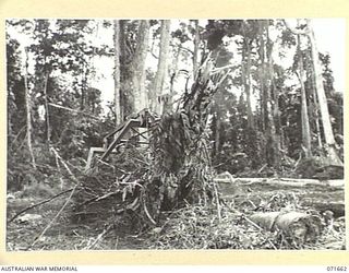 LAE, NEW GUINEA. 1944-03-24. A REPAIRED BULLDOZER CLEARING THE ROAD TO THE 2ND MECHANICAL EQUIPMENT WORKSHOP, AUSTRALIAN ELECTRICAL AND MECHANICAL ENGINEERS