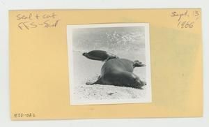 [Seal and cub in Hawaii, envelope IE30-062]