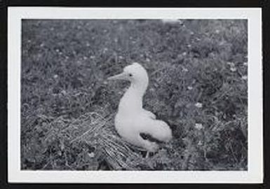 Red-tailed tropicbird, Kure, n.d