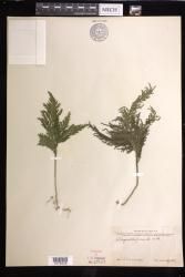 Selaginella firmula