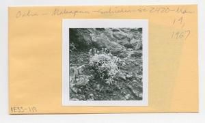 [Schiedea in Hawaii, envelope IE33-119]