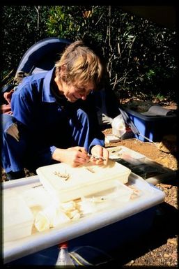 Team member processing skink specimens in field