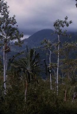 [Tropical rainforest in Saruwaged Range, Papua New Guinea]
