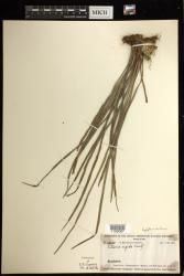 Haplopteris ensiformis
