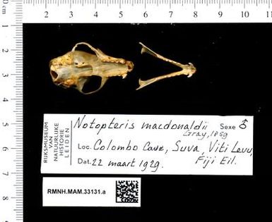 Notopteris macdonaldi skull