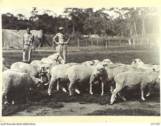 LAE, NEW GUINEA, 1944-03-27. V508902 PRIVATE R. V. REED (LEFT), WITH N45679 PRIVATE L. W. CRACKNELL, HERDING SHEEP AT THE 5TH FIELD BUTCHERY PLATOON ATTACHED TO LAE BASE SUB-AREA. THE UNIT HAS A ..