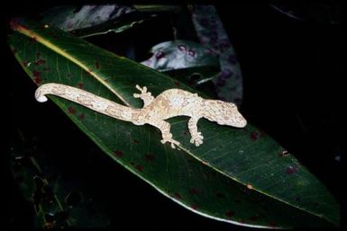 Gecko sp.