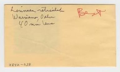 [Limnaea reticulata in Hawaii, envelope IE42-038]