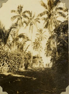 Cross-island road in the Ha'apai Group, Tonga, 1928