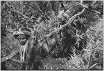 Pig festival, uprooting cordyline ritual, Tsembaga : men, wearing wigs, carry pig trussed to a pole