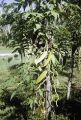 French Polynesia, vanilla bean vine growing on Moorea Island