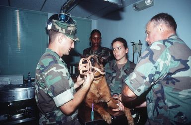 Max a military working dog at the Naval Activities Security Detachment, seems to question his trainer, MASTER at Arms Second Class (MA2) Robert A. Adamsons reassurance while STAFF SGT. Cheshire draws blood for routine test in the laboratory. Pfcs Neil and Matthews learn the techniques used in a veterinary clinic to safely draw blood