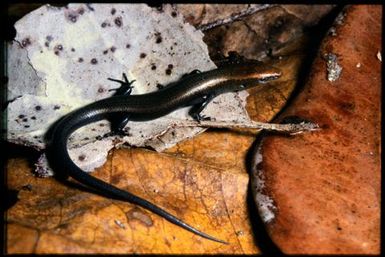 Caledoniscincus atropunctatus